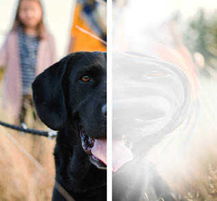 An image of a black Labrador. The image is split into two parts. The left part shows a clear picture, and the right shows a distorted paler version of the picture.